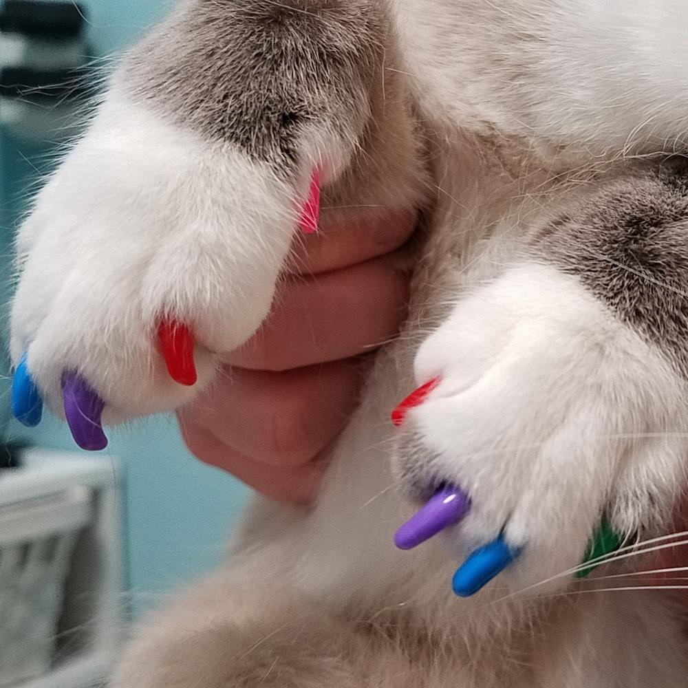 Generalmente raspador mostrador Uñas postizas para gatos? Todo lo que tienes que saber sobre esta "manicure"