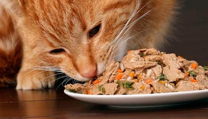 Cómo hacer comida casera para gatos? Aquí te enseñamos
