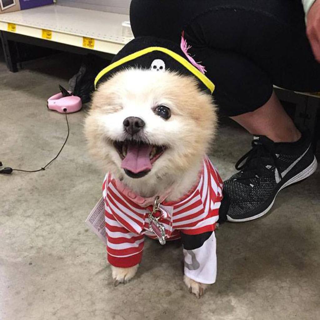 perro pirata