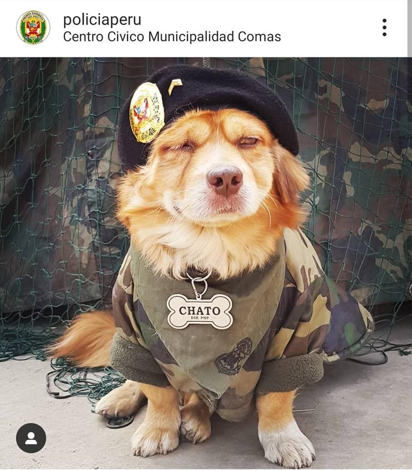 https://files.wapa.pe/Wapa/2019/12/09/agente-canino-chato-1575924102.jpg