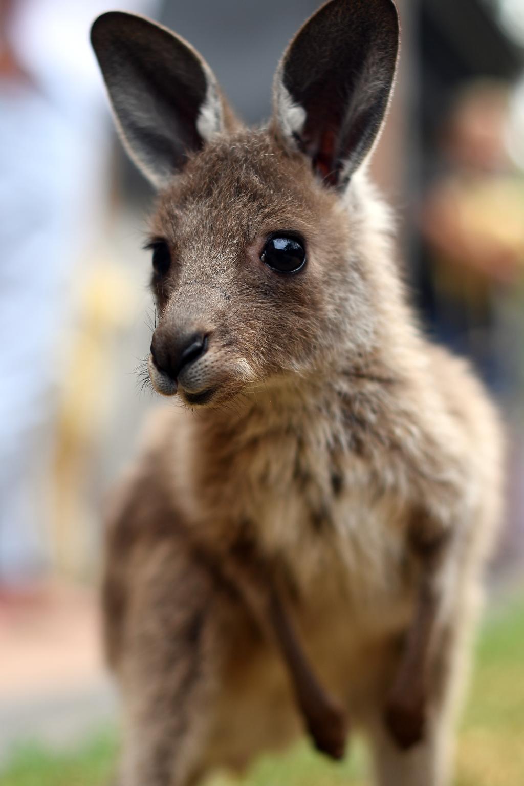 Australia: Rescatan a canguro bebé de la bolsa de su madre moribunda tras  incendios