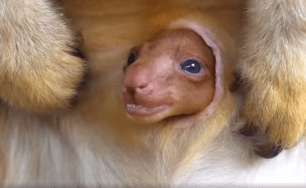 Tierna imagen de un canguro bebé se vuelve viral en Twitter